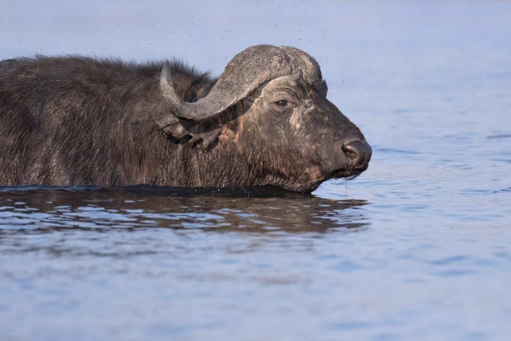 100_400_5_6.3_dgdnos_c020_Xmt_Impression_Image_William-Steel_25