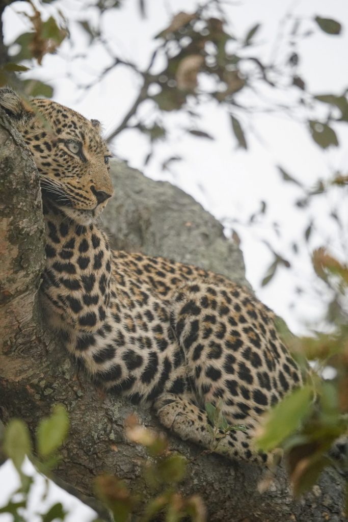 150_600_5_63_dgdnos_s021_Impression_Trevor-McCall-Peat_18-scaled