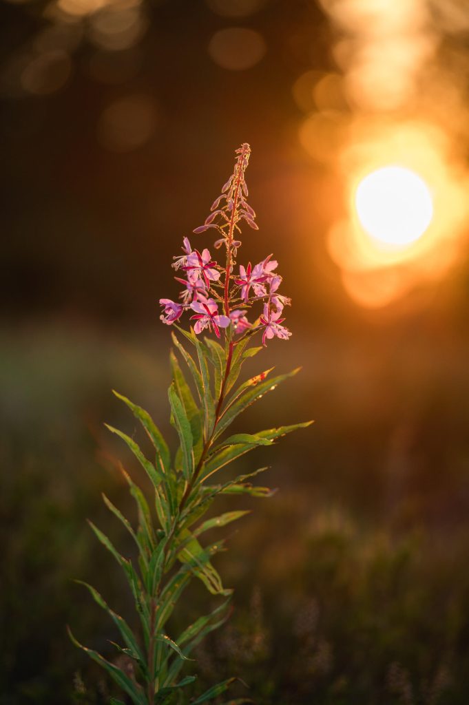 28_105_28_dgdn_a024_herve_rannu (11)