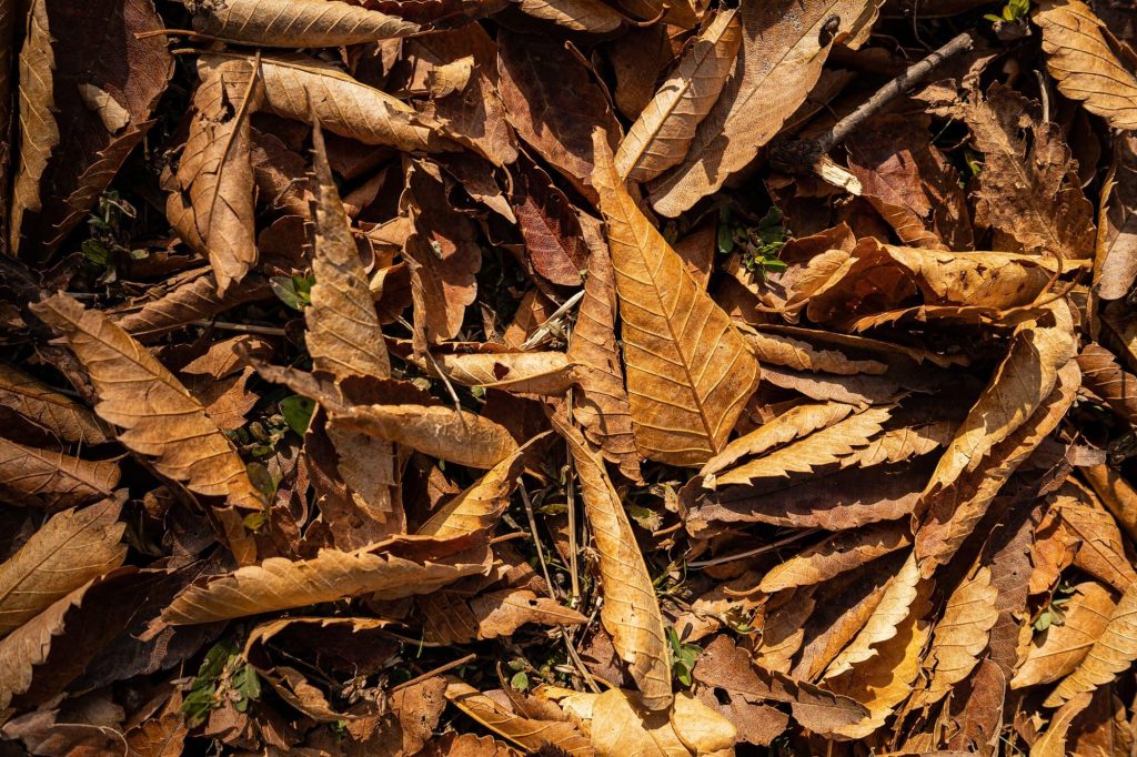 c24_spimp_01_main_25