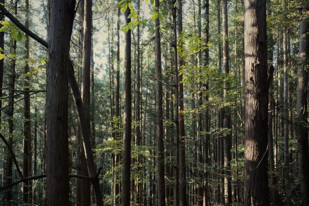 c24_spimp_02_main_19