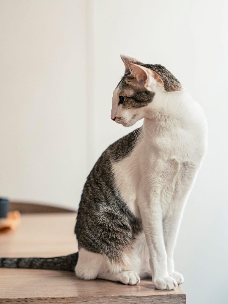 c65_spimp_02_main_25-scaled