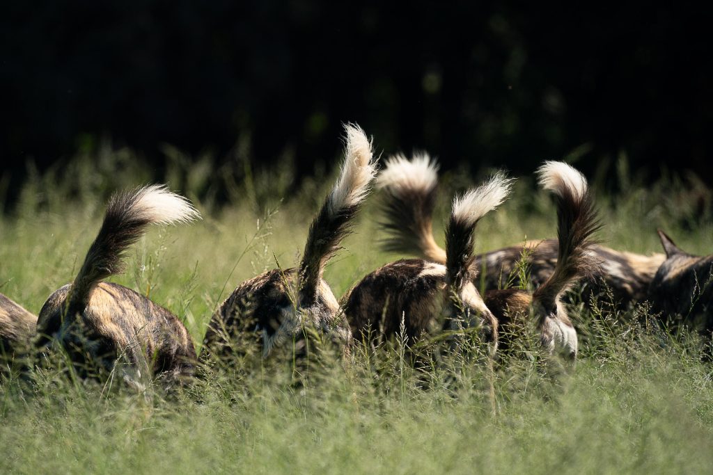 gerry_van_der_walt_impression_img_03