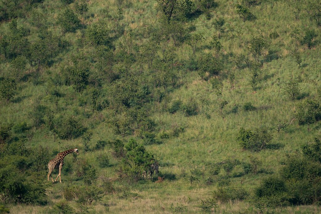 gerry_van_der_walt_impression_img_04