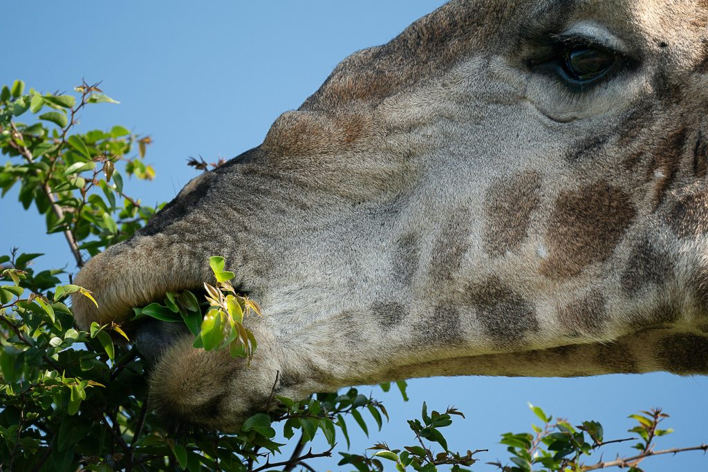 gerry_van_der_walt_impression_img_05